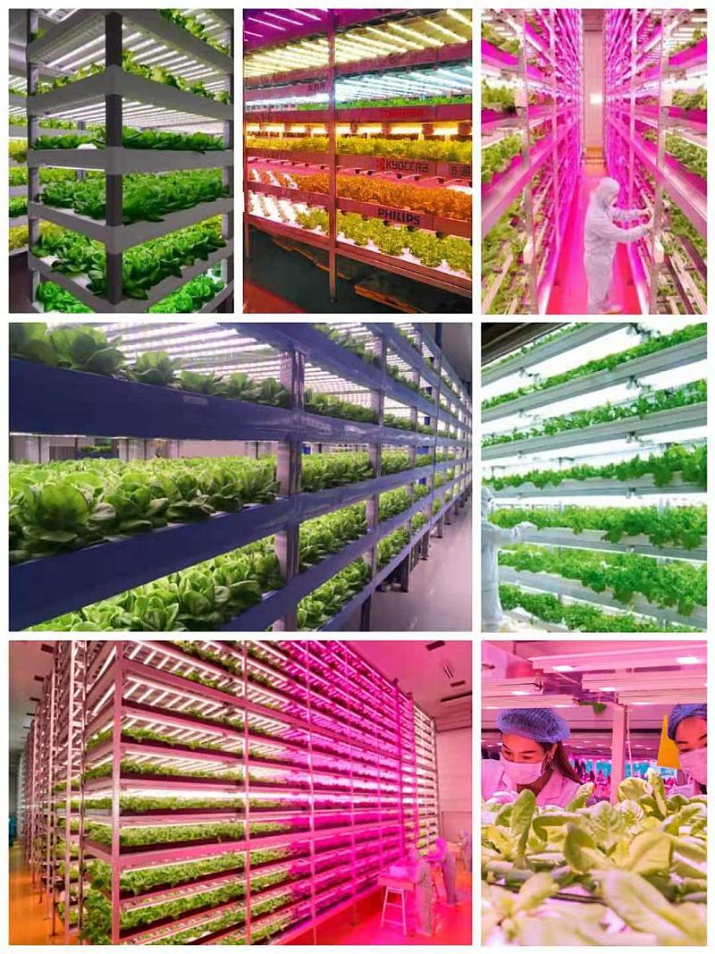 2023年中国（寿光）第61期中荷无土栽培暨绿色蔬菜种植技术培训班火热报名中 创新栽培技术的前沿探索