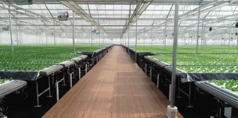 高端蔬菜与农业科普知识两手抓 京东植物工厂打造健康生活新方式