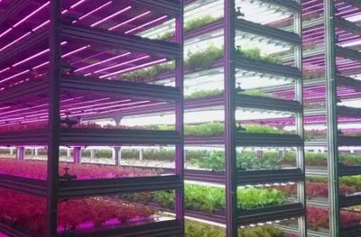 少年科学粉每日一题丨不靠天不靠地也能种菜?植物工厂了解一下!