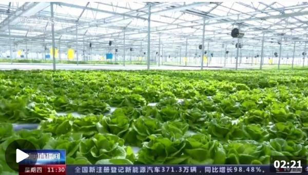 科技赋能“菜篮子”！看蔬菜大棚如何变身“绿色车间” —— 栽培技术研究深度解读