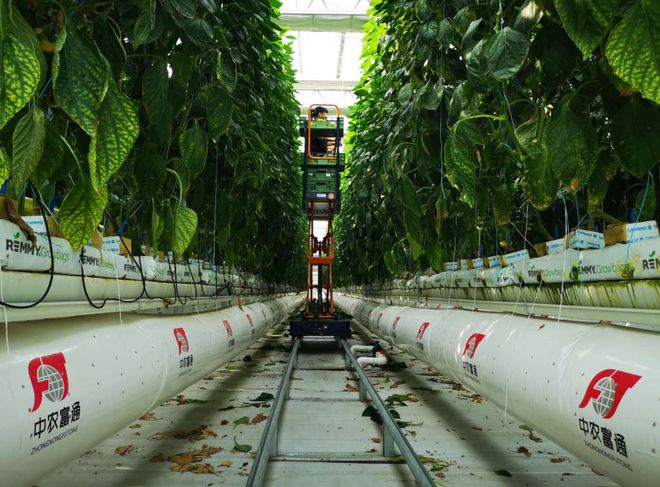 设施农业产业集群模式创新与实践——以河北邢台为例栽培技术研究