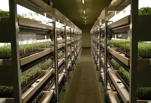 植物工厂是个什么鬼？我国全球第二，走进9家看看栽培技术研究
