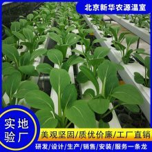 无土栽培技术研究 玻璃温室与水培蔬菜种植的现代化路径