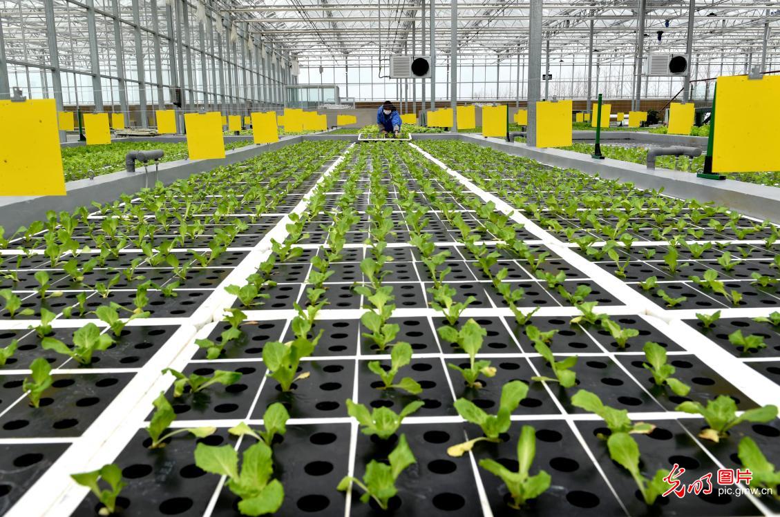 科技铸就金钥匙 智慧农业引领粮食安全新篇章