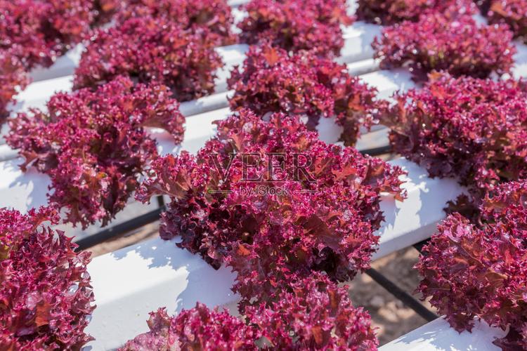 红莴苣水培栽培技术研究