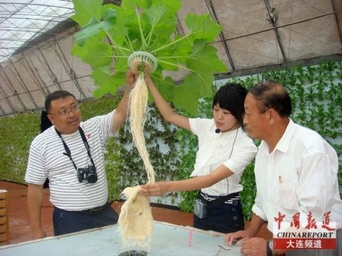 旅顺姜家村 无土气雾栽培技术成农业新宠，植物工厂引领栽培技术研究新风向