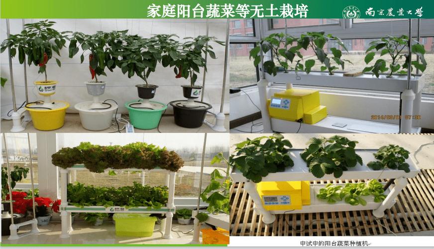 我国无土栽培技术研究与应用中存在的栽培技术研究短板与未来方向